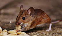 24 Hour & Emergency Exterminators in N Martinsvlle, WV